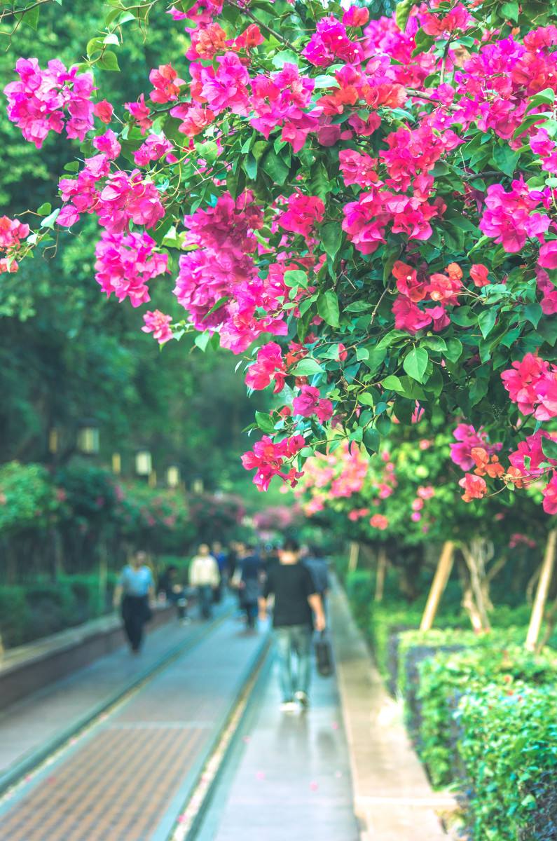 深圳，深圳.jpg
